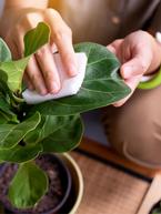 Winter Houseplant Care Guide