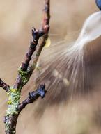 Winter Spraying and Leaf Curl Prevention