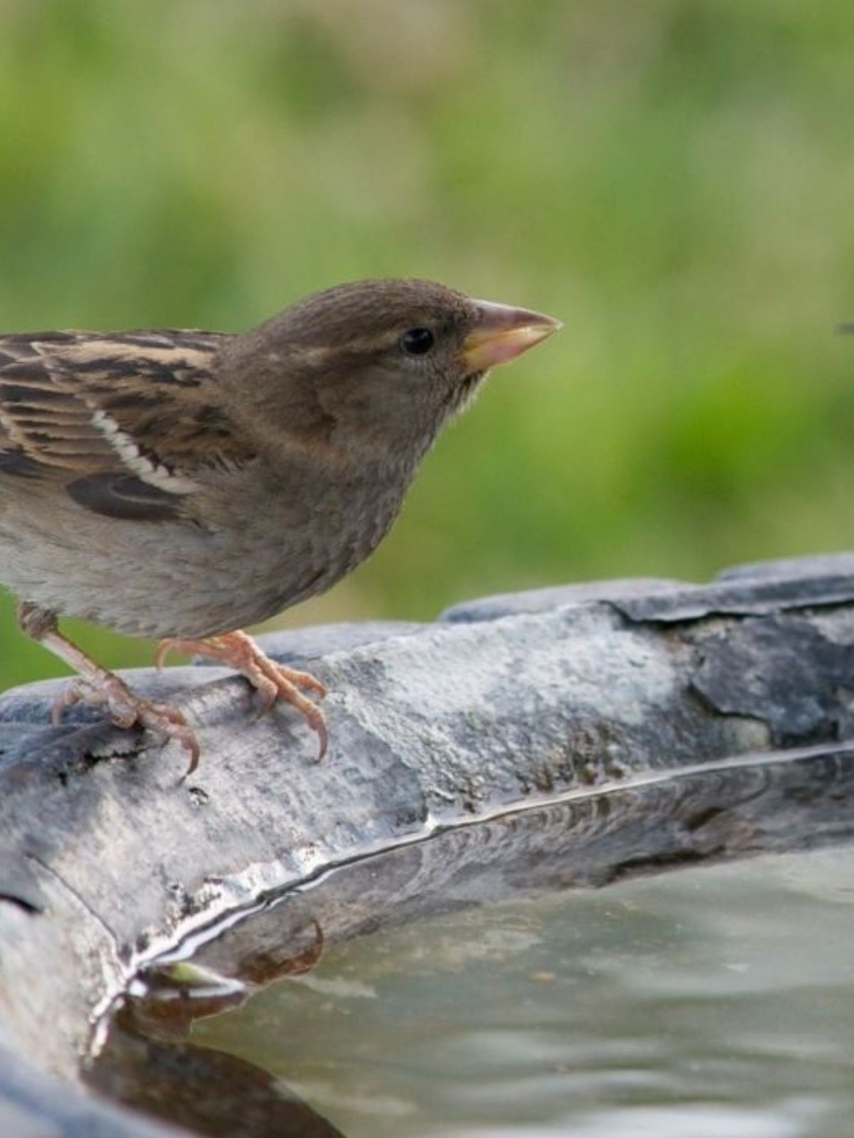 Gardening Guides Birds Providing Hydration