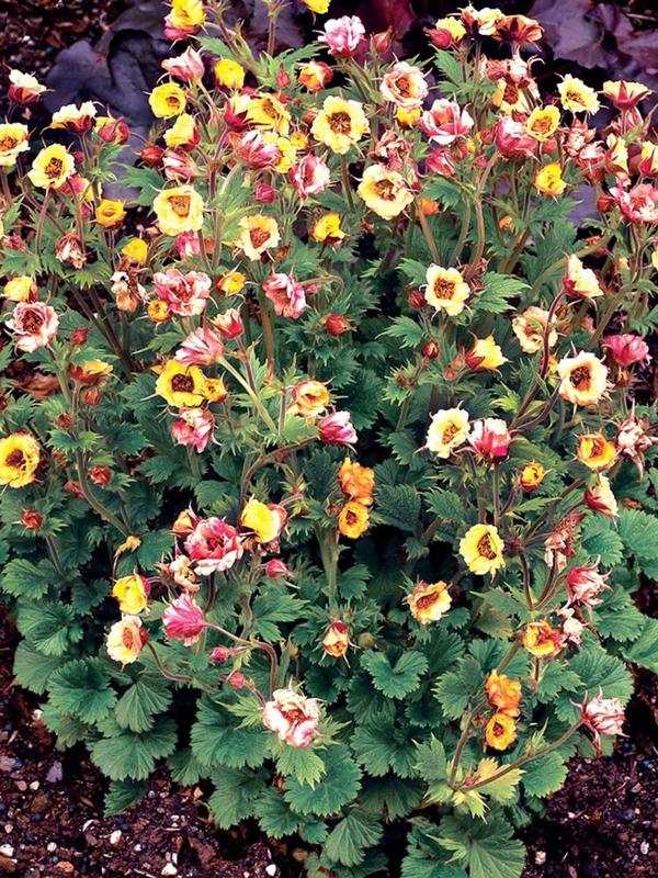 Geum Tempo Yellow 9cm