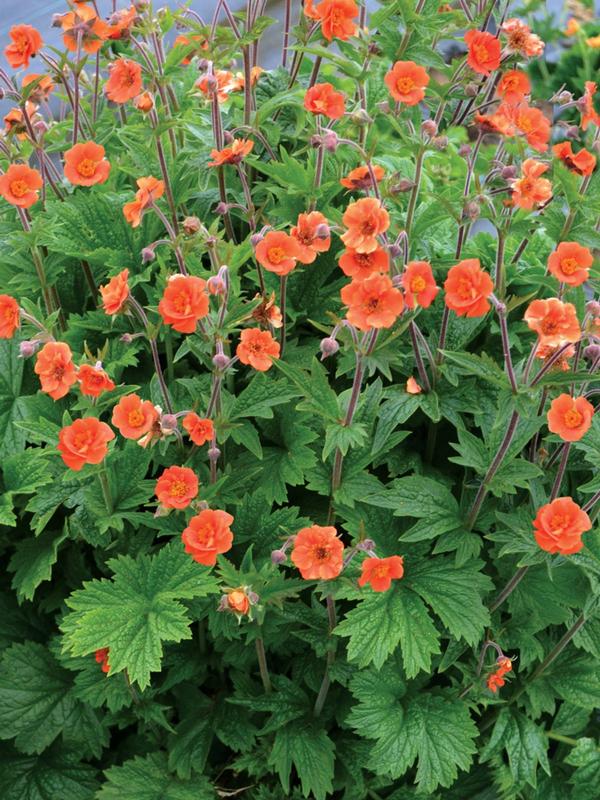 Geum Rustic Orange 9cm