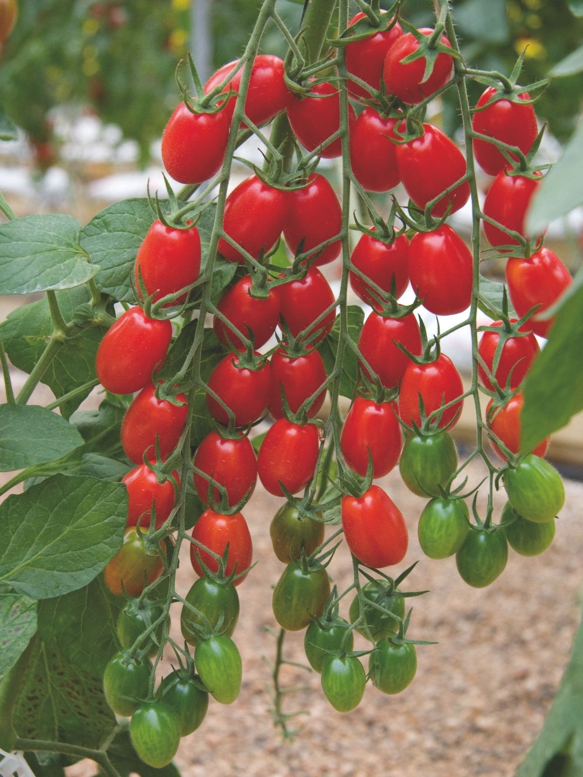 Grafted Tomatoes