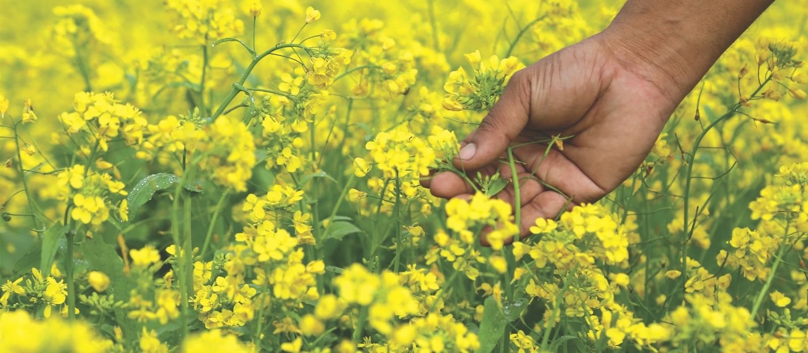 Growing Green Crops