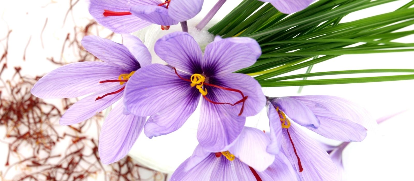 Banner Image Grow your own saffron