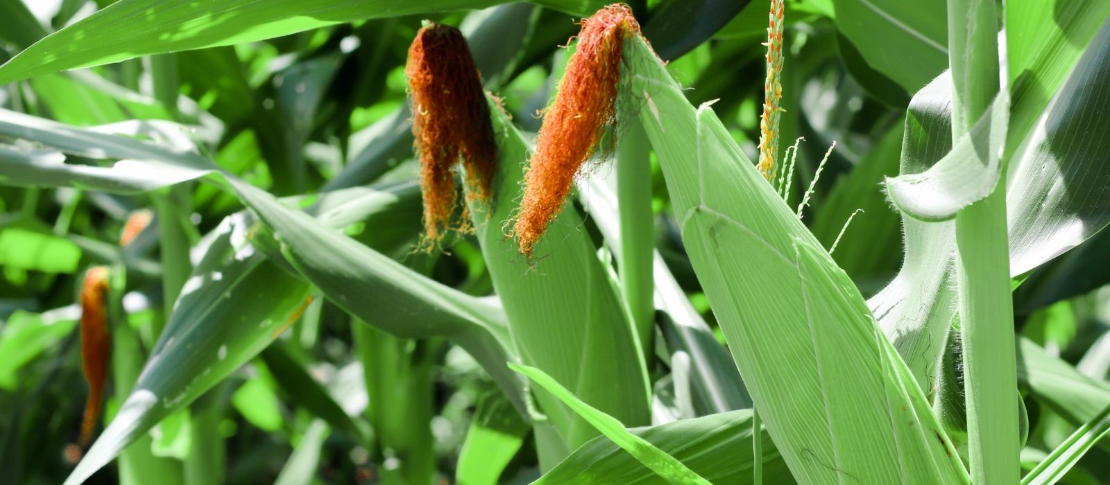 Corn, Eggplants, and Cucurbits