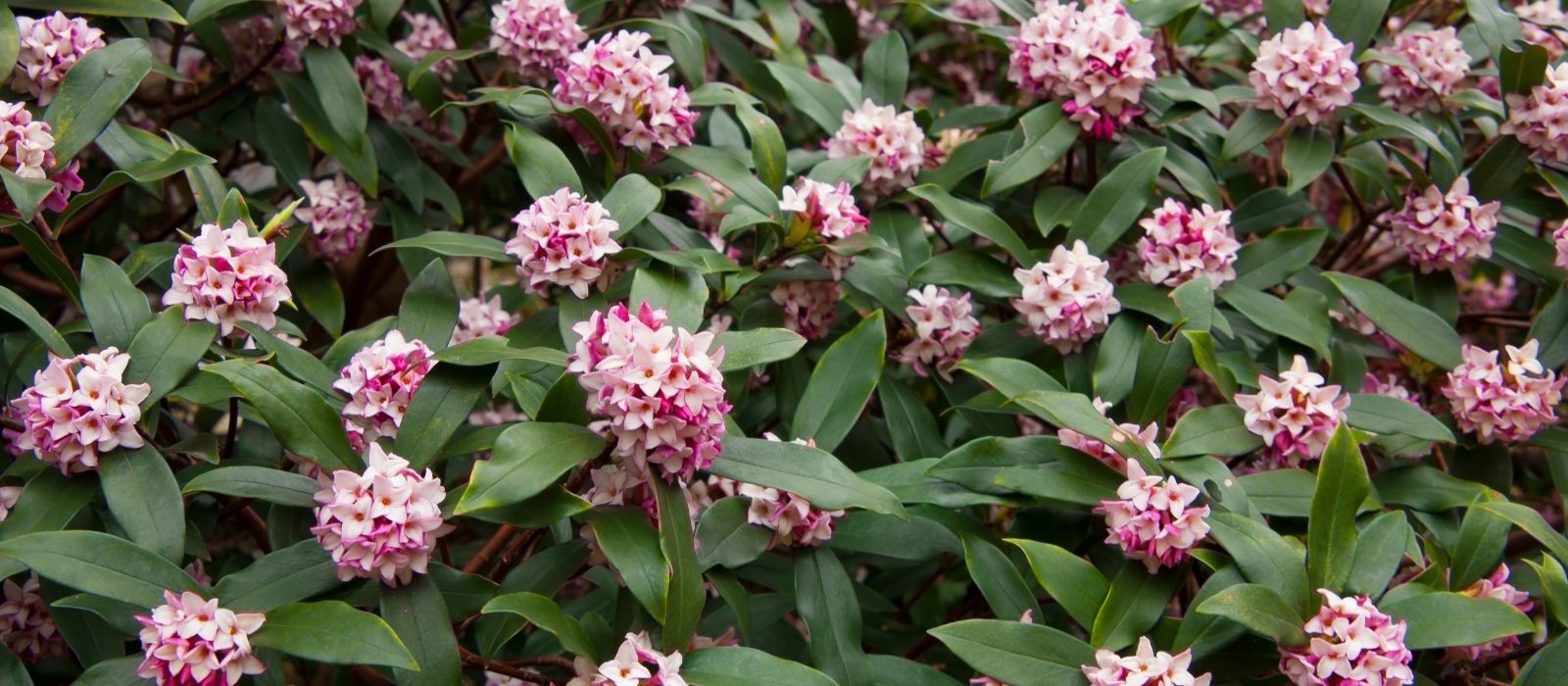 Growing Daphne