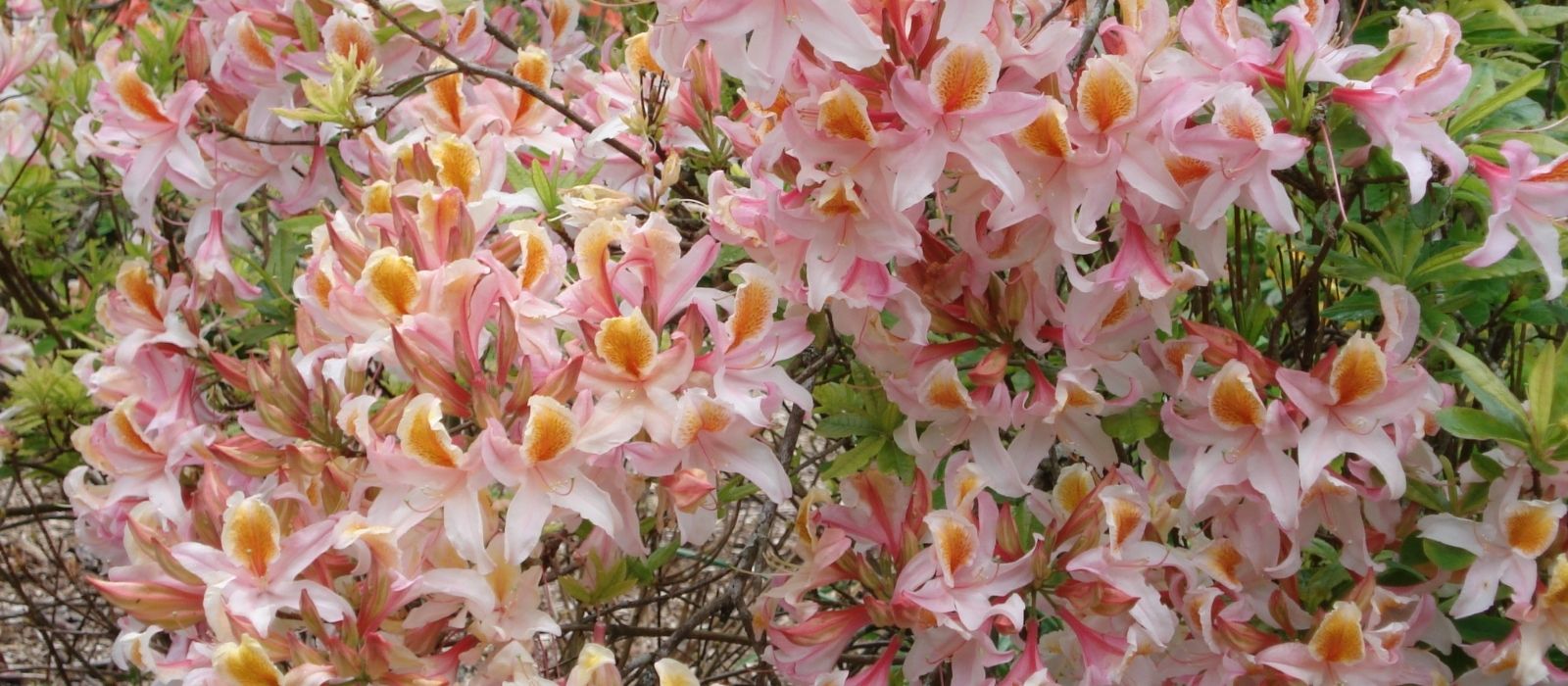 Growing Deciduous Azaleas