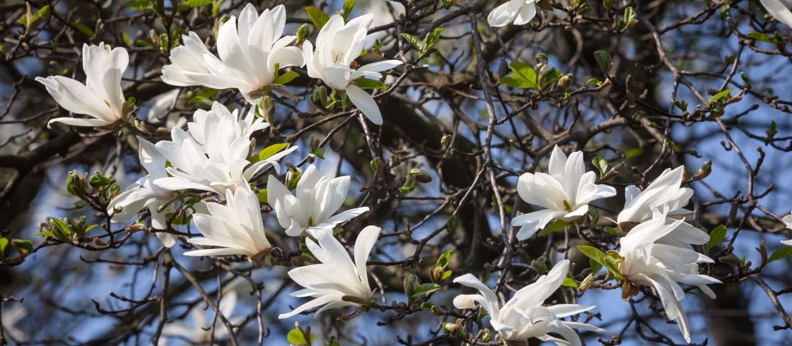 Deciduous Magnolias