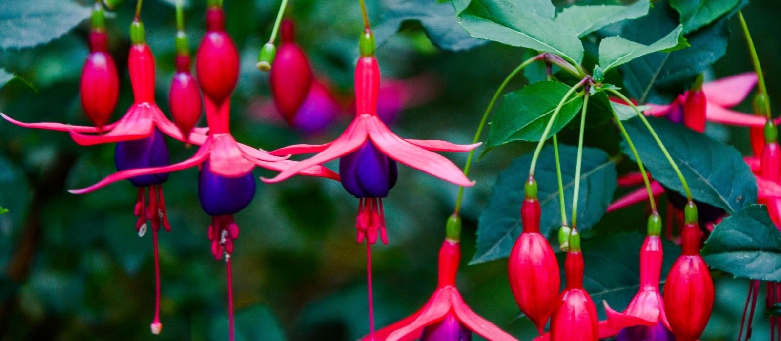 Growing Fuchsias