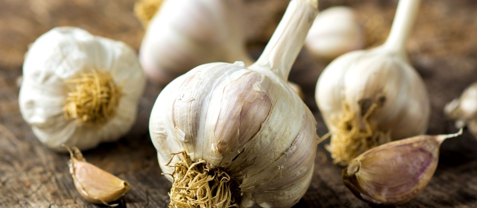 Garlic - How to Grow the Best Garlic