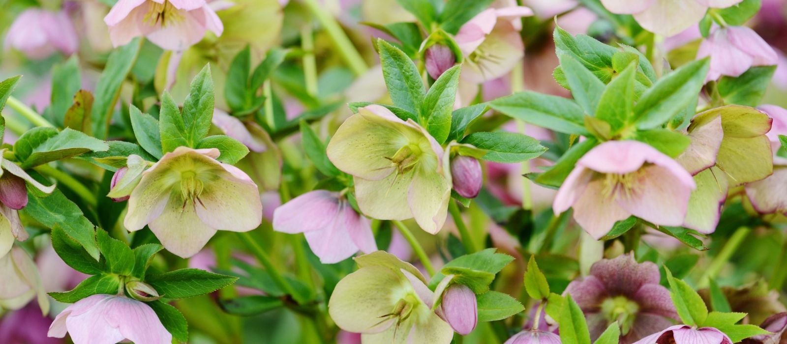 Growing Helleborus