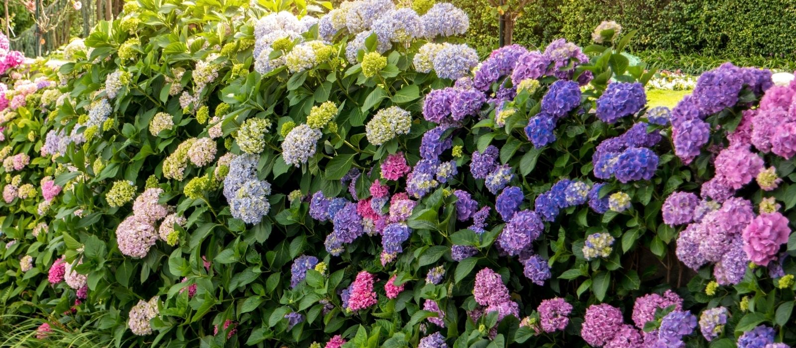 Growing Hydrangeas