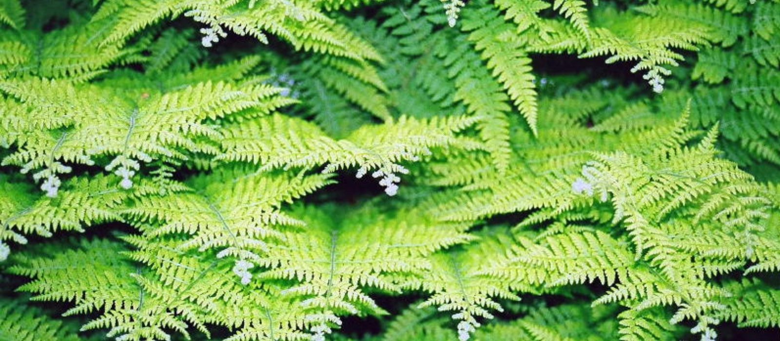 Growing Outdoor Ferns