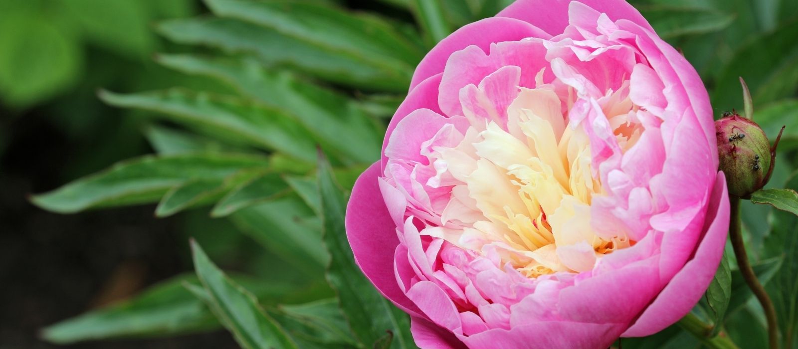 Paeonies: Timeless Elegance