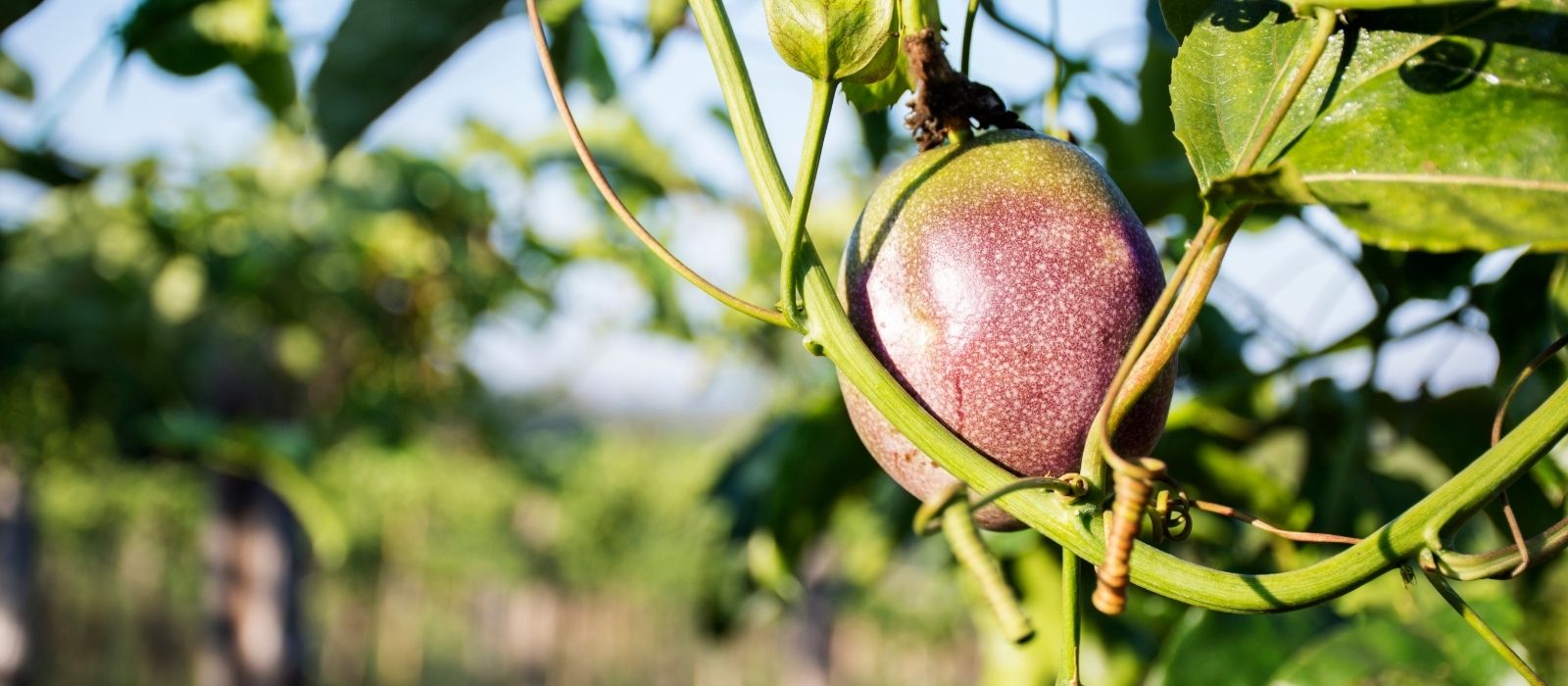 Passionfruit – The Taste of Summer