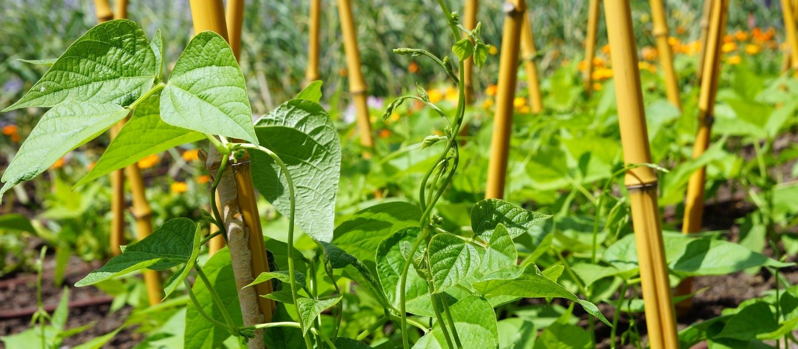 Growing Peas and Beans