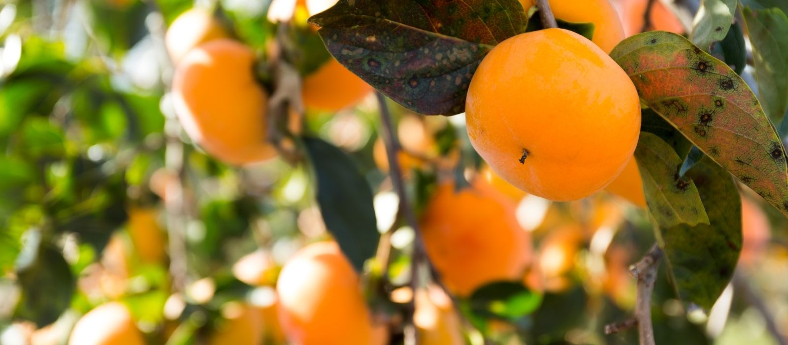 Persimmons: A Sweet and Unique Delight