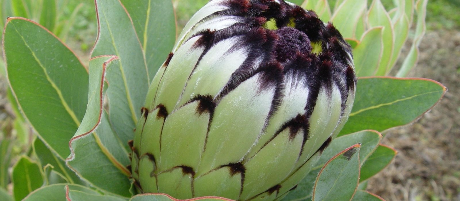 Protea Leucadendrons & Leucospermum