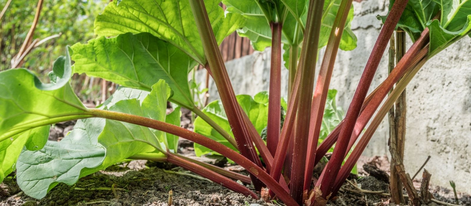 Growing Rhubarb