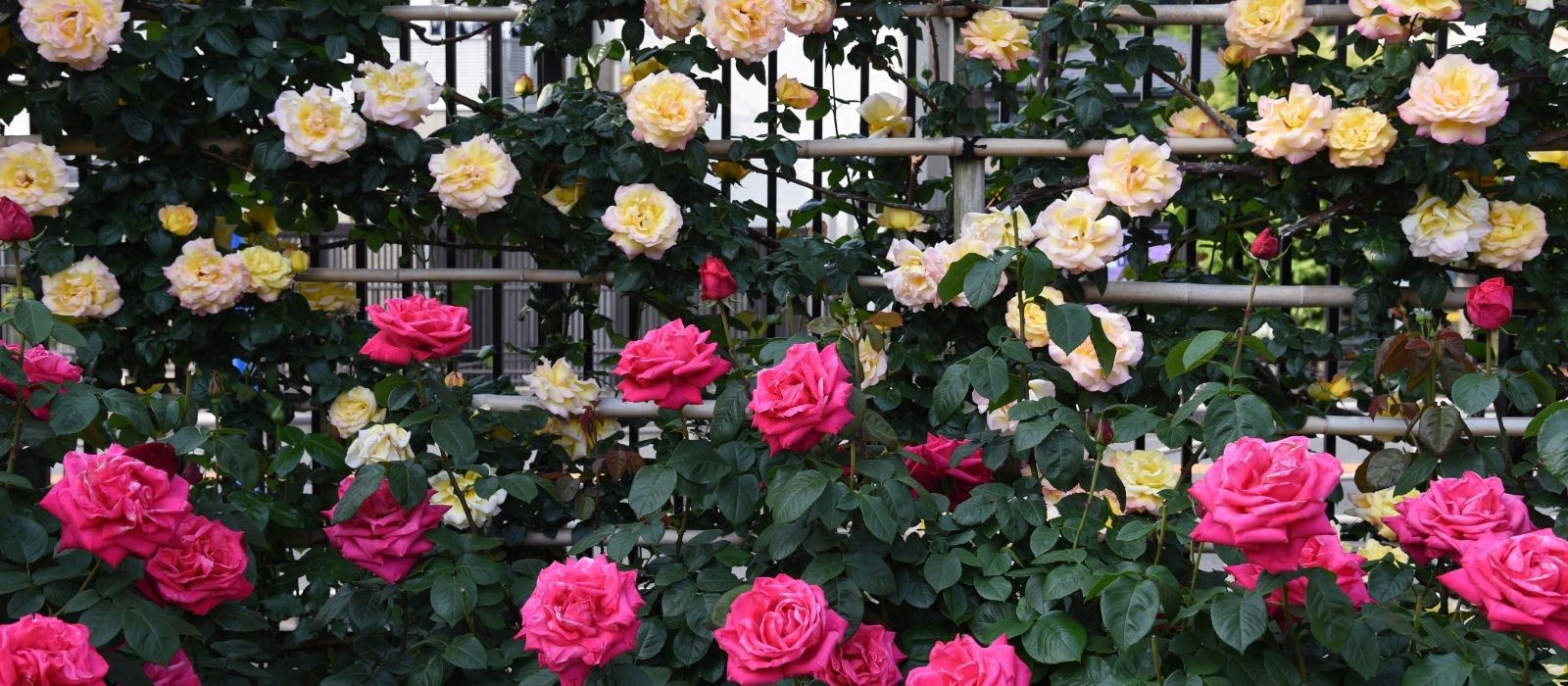 Roses: A Year-Round Guide