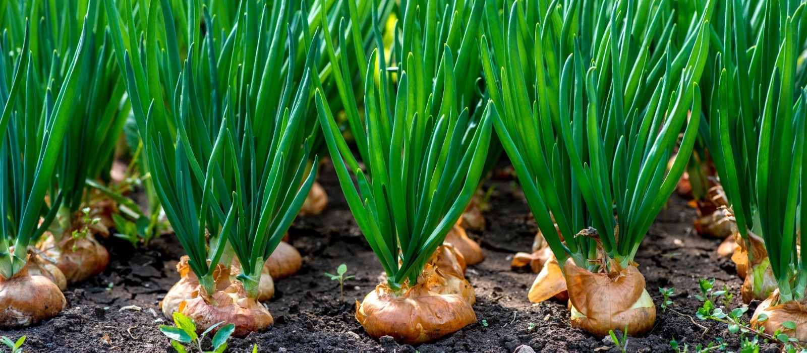 Shallots - How to Plant