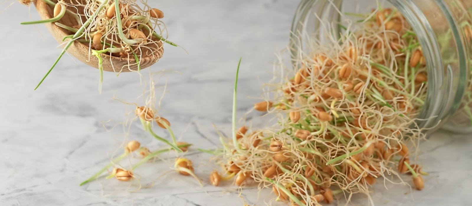 Sprouts: Fresh and Nutritious