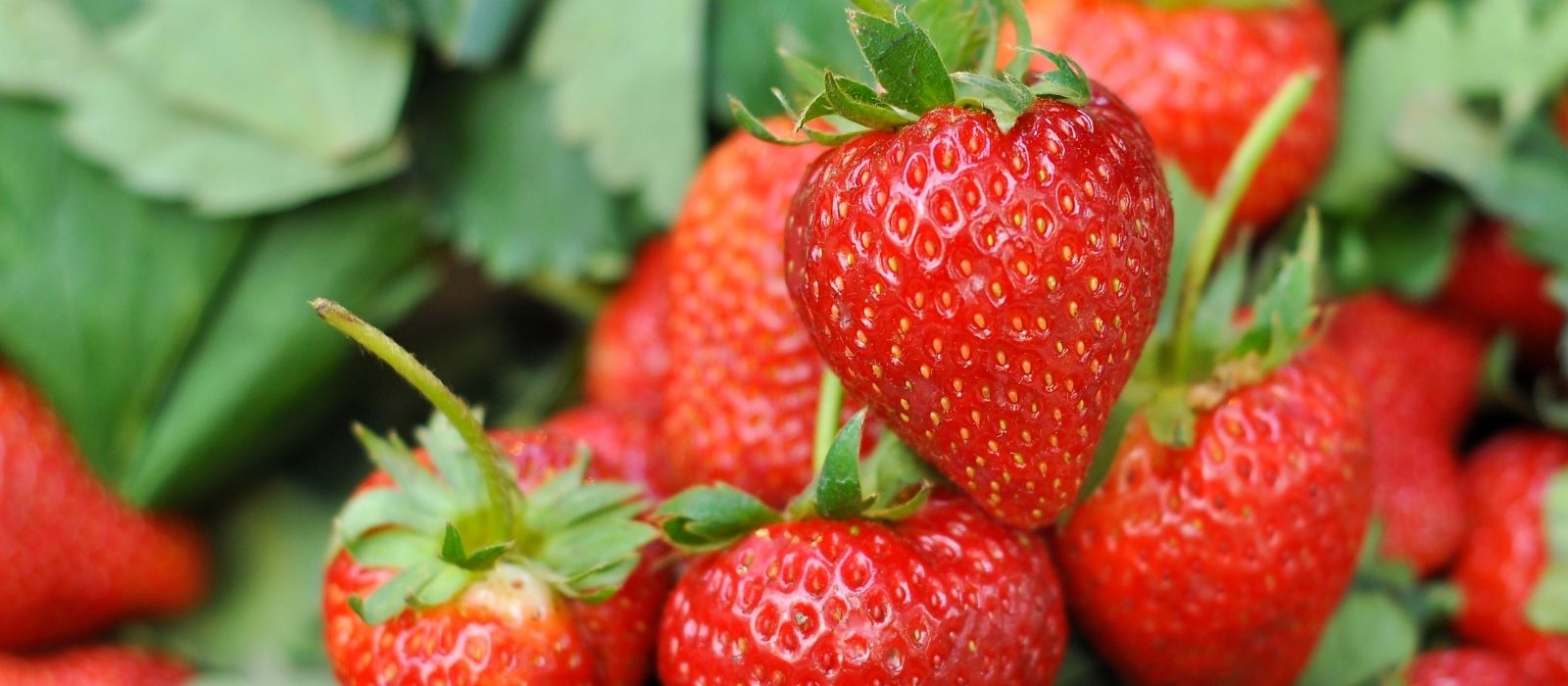 Growing Strawberries In Gardens and Pots