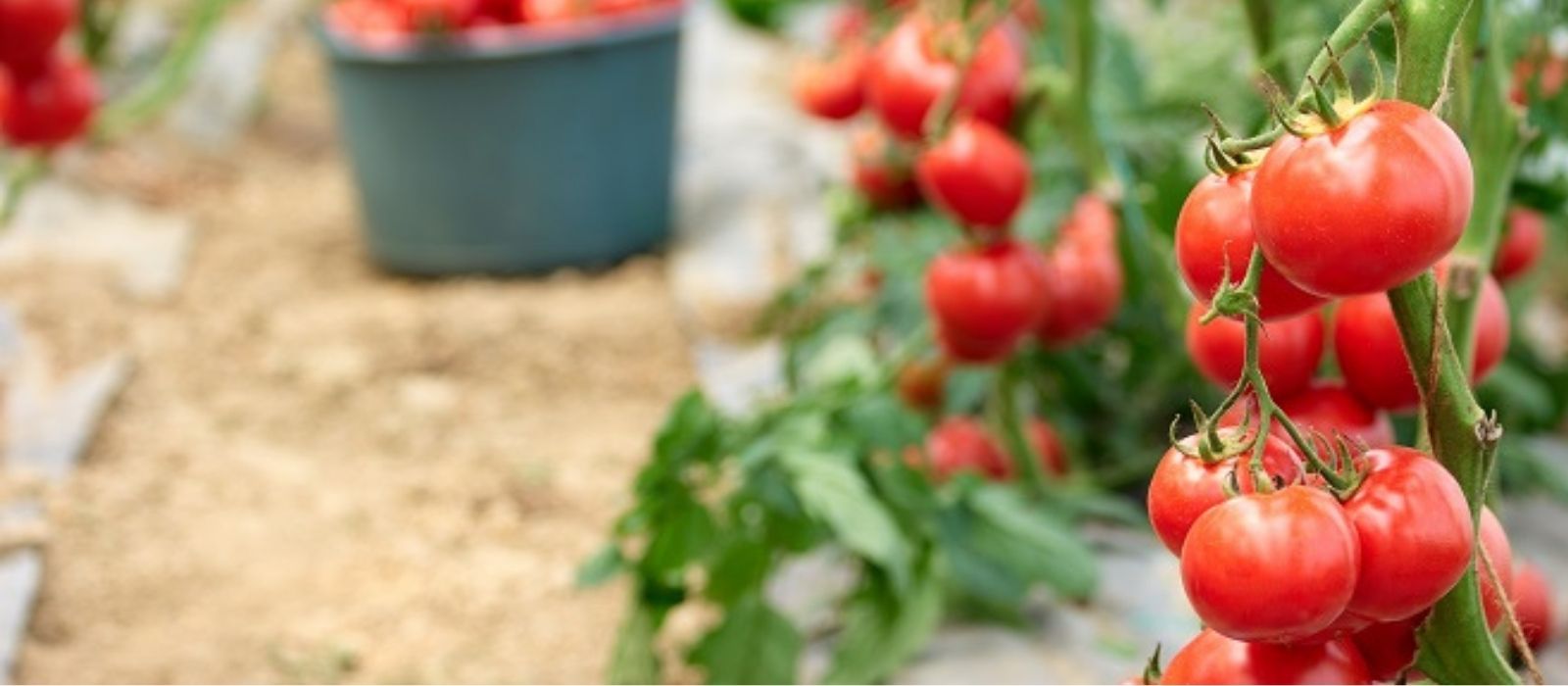 Tomatoes – The Ultimate Growing Guide