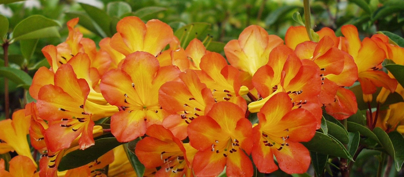 Vireya Rhododendrons