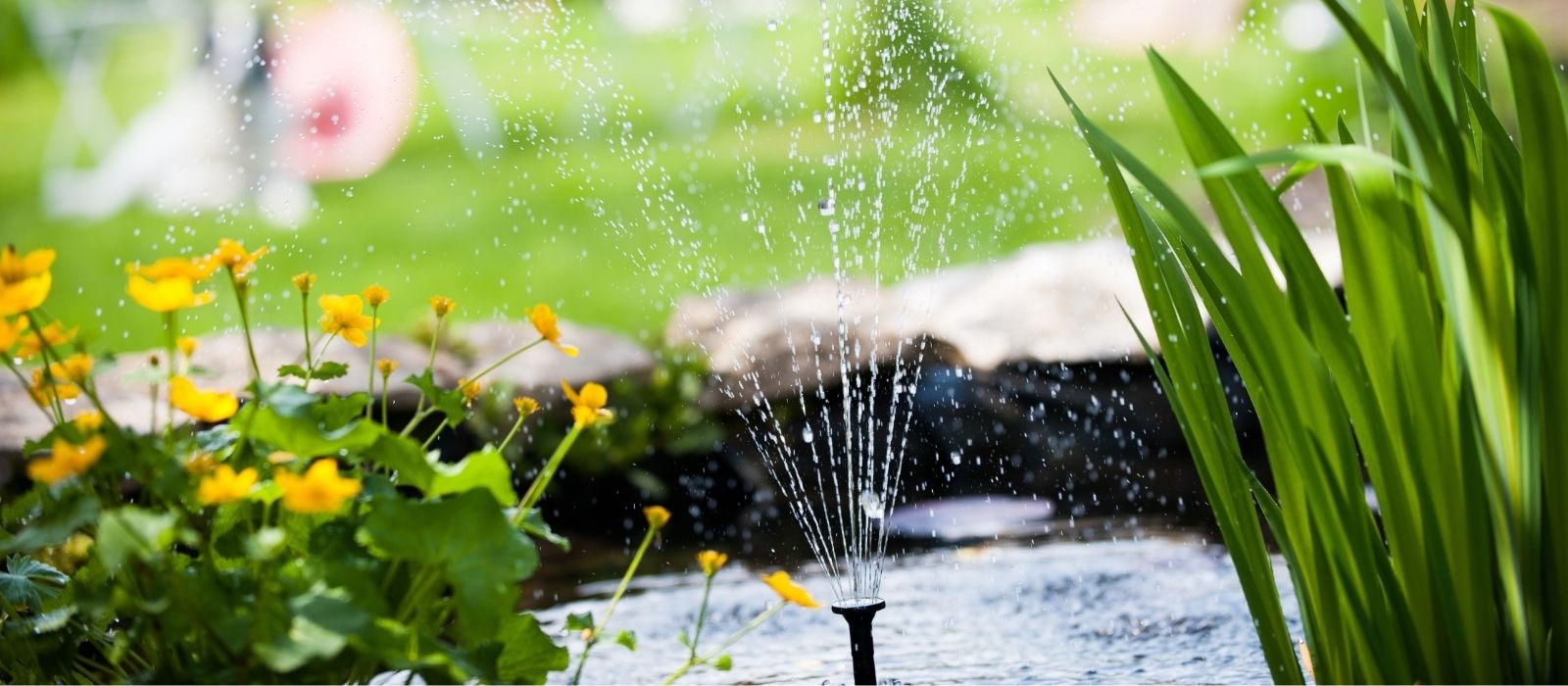 Growing Water Gardens