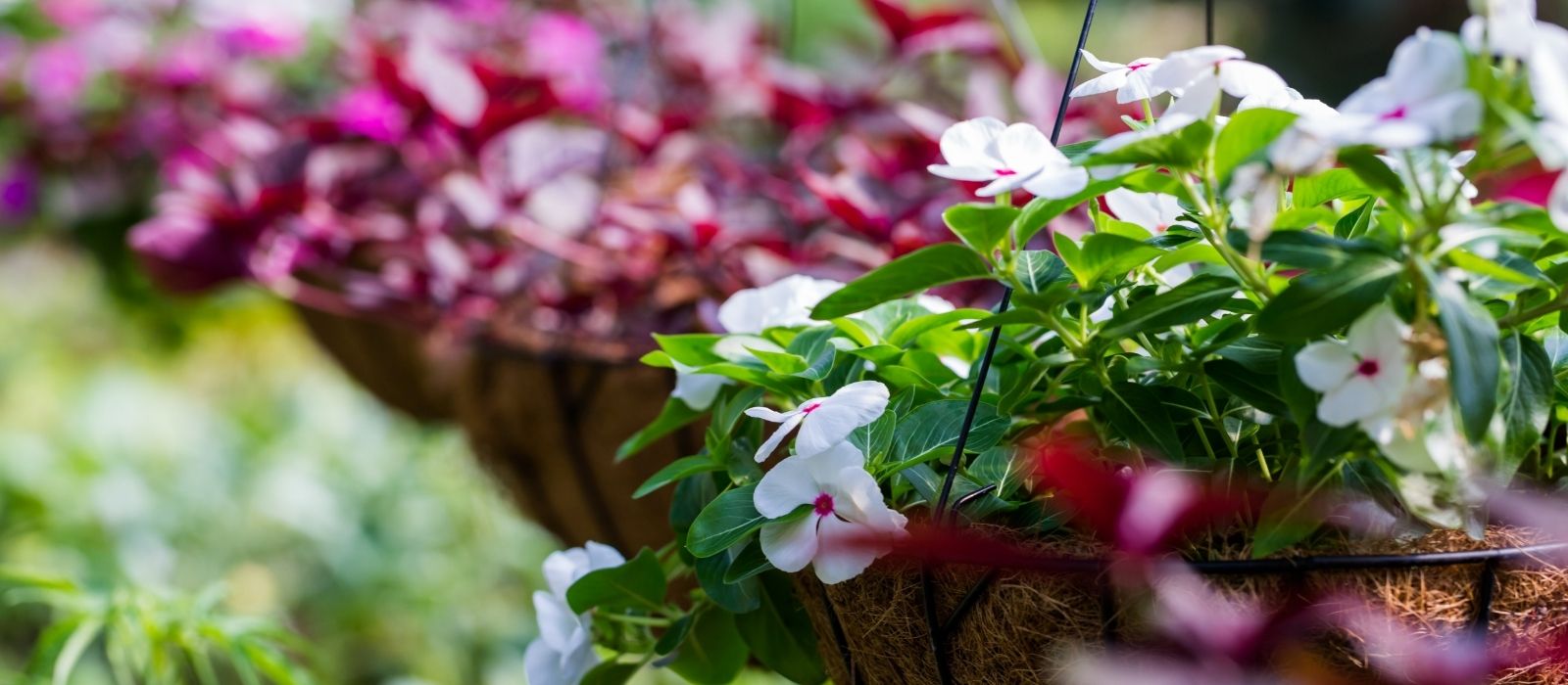 Hanging Baskets