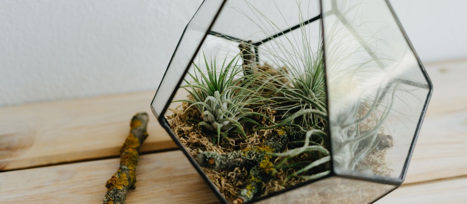 Houseplant - The Art of Air Plants