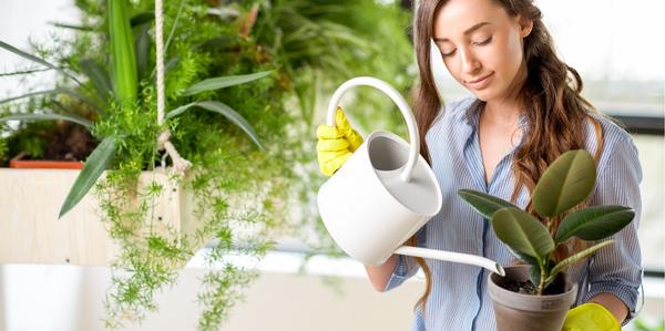 Houseplant Care