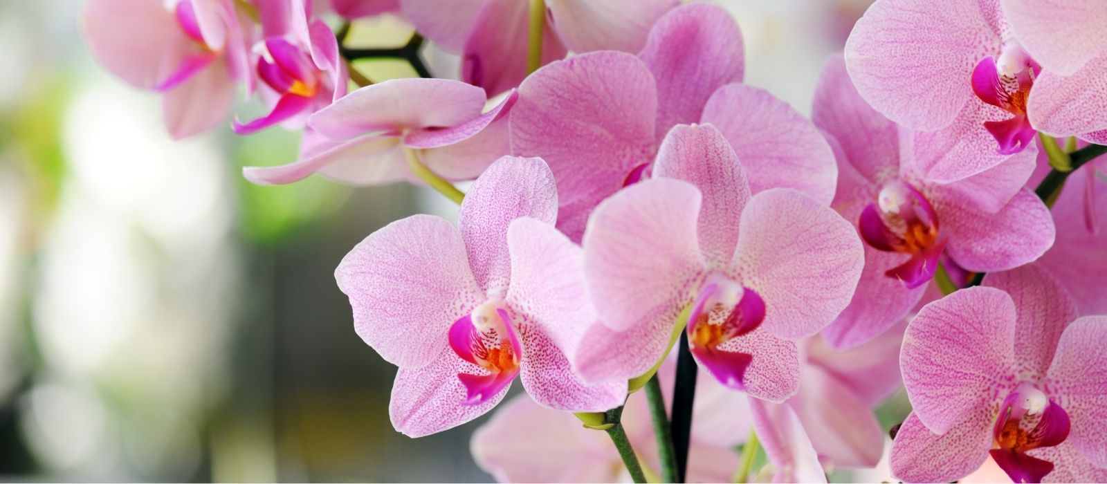 Caring for your Phalaenopsis Orchid