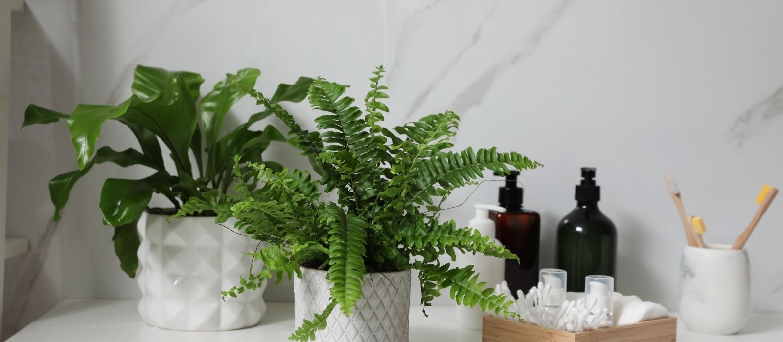 Top 6 Ferns for Your Indoor Collection