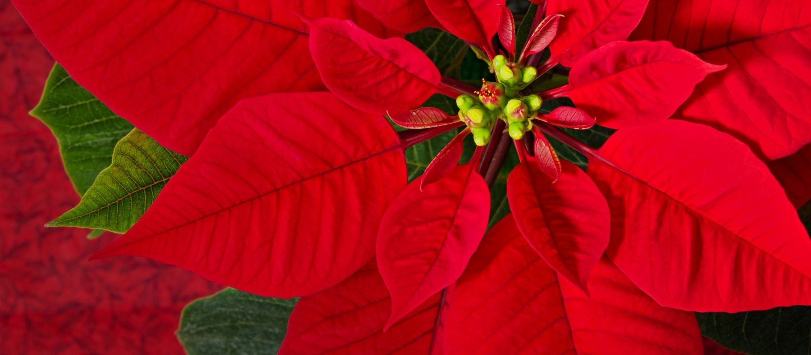 Poinsettia: The Festive Beauty of Christmas