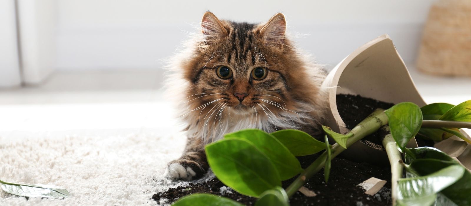 Pet-Safe Houseplants