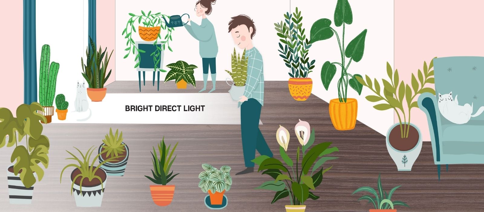 Houseplant - Soil and Lighting Guide