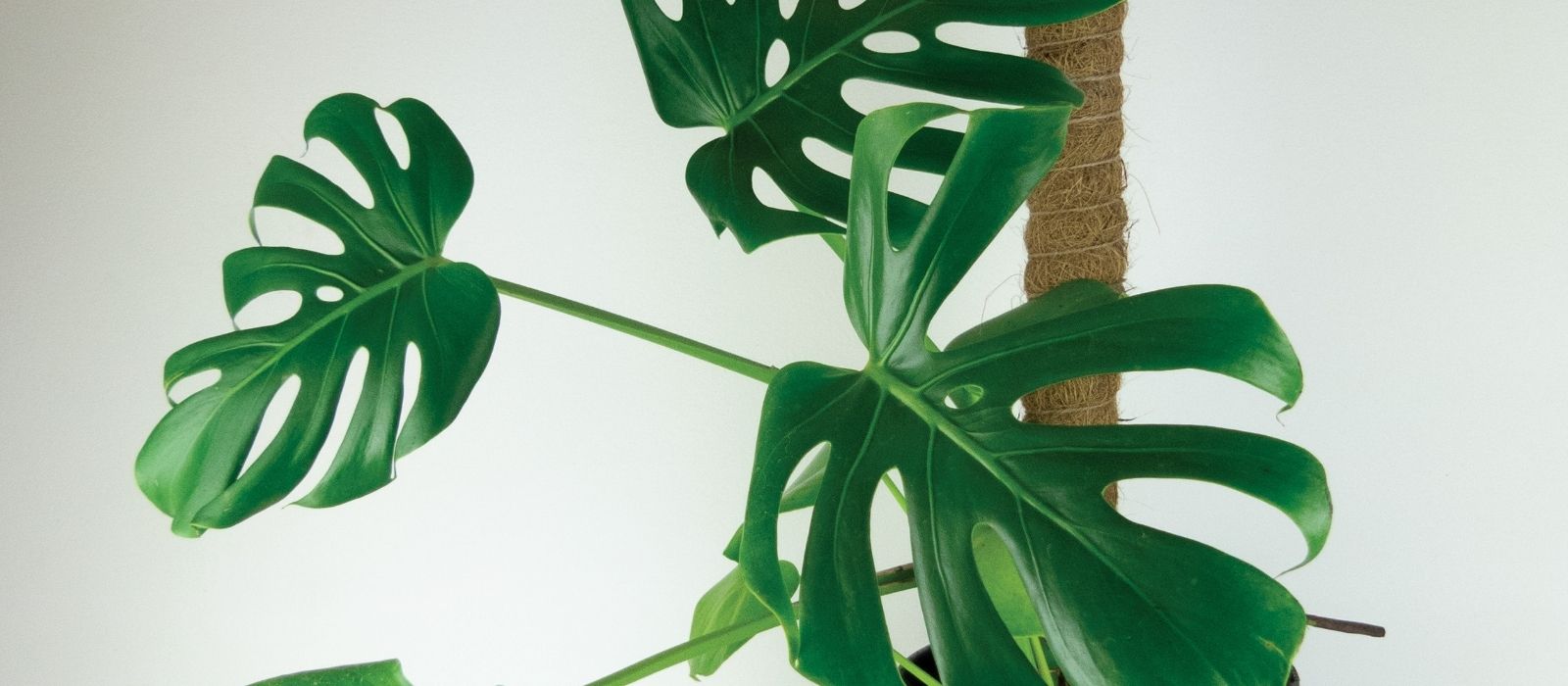 Taming Your Monstera