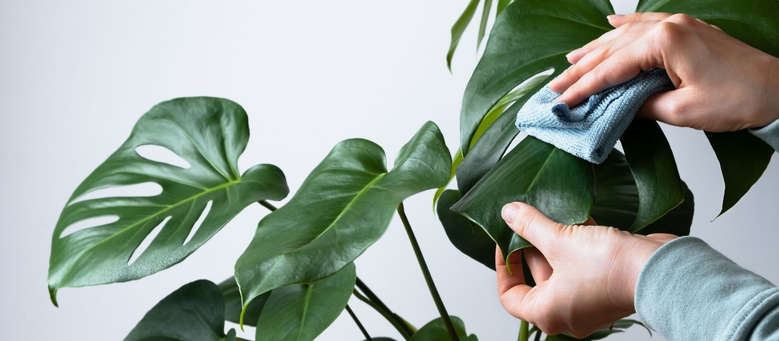 Winter Houseplant Care Guide