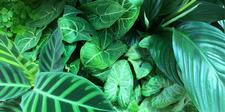 Foliage Houseplants