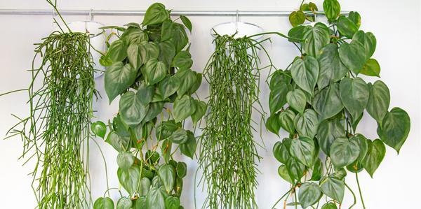 Trailing, Hanging indoor, houseplants, hanging