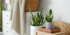 indoor plants, houseplants, Sun Loving houseplants, houseplants for full sun