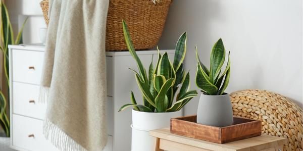 indoor plants, houseplants, Sun Loving houseplants, houseplants for full sun