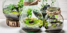 Houseplant Terrariums, Houseplant Accessories