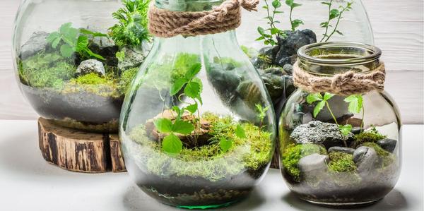 Houseplant Terrariums, Houseplant Accessories