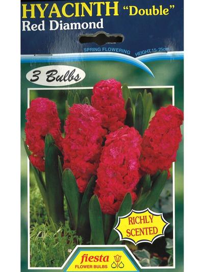 hyacinth double Red Diamond