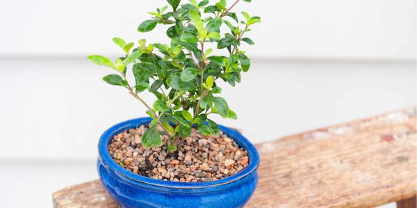 Bonsai Pots, succulent pots