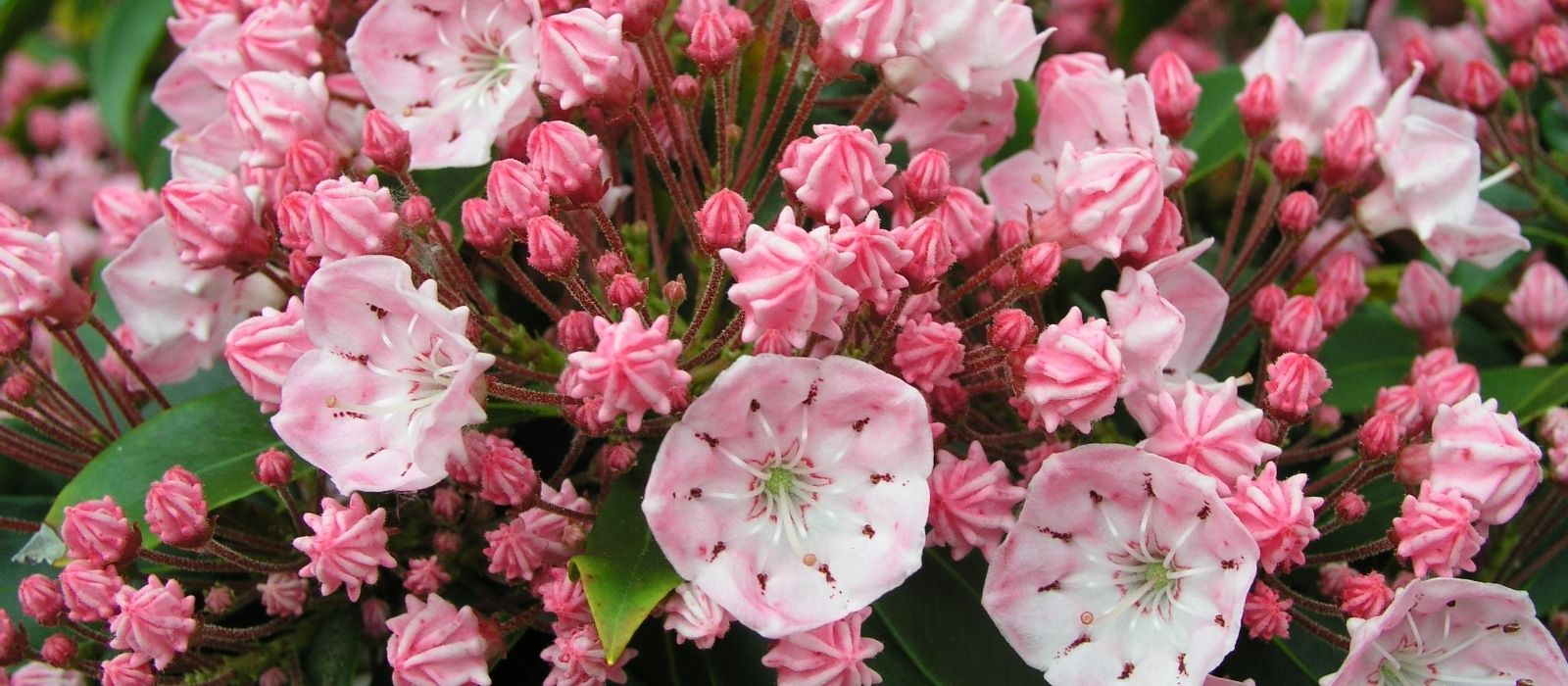 Growing Kalmia