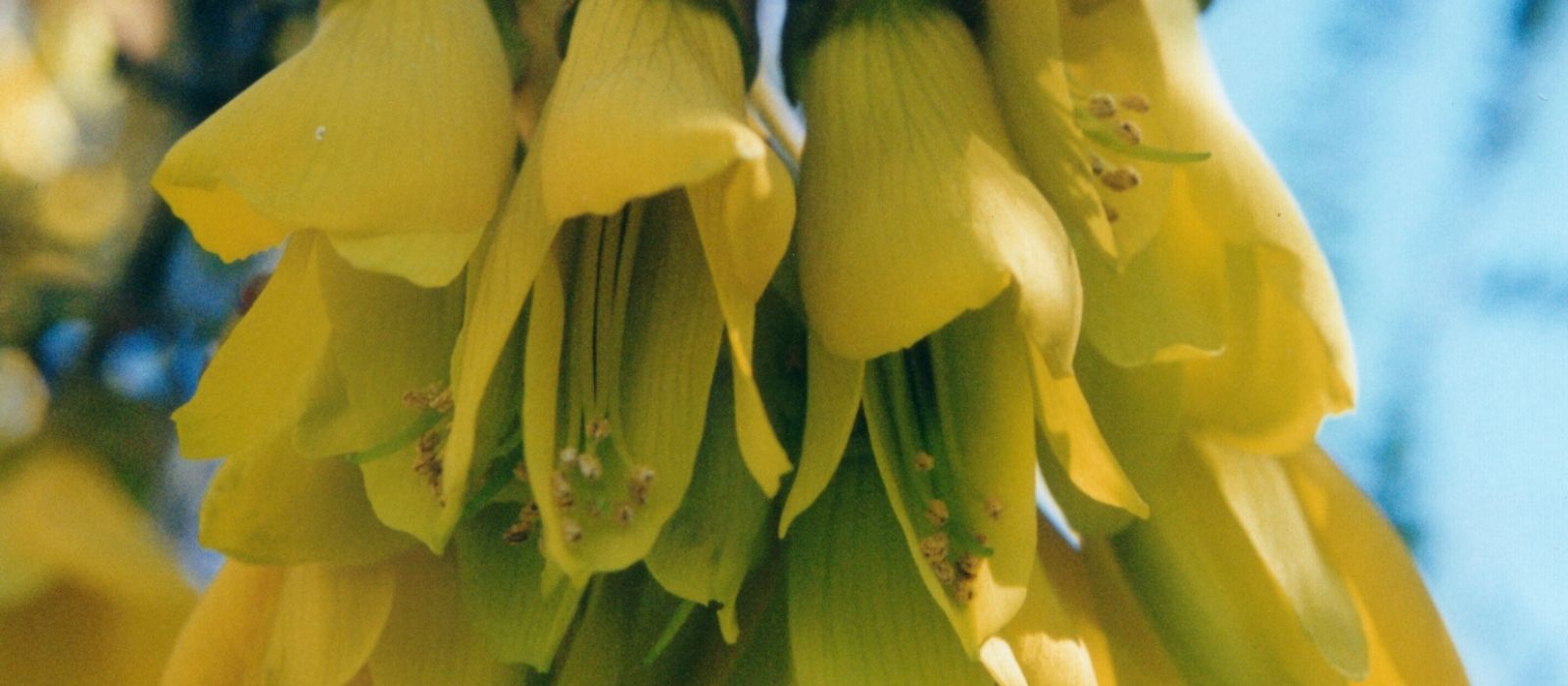 Growing Kōwhai (Sophora)